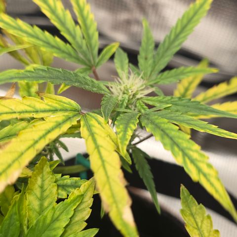 White widow first grow growlog photo: Still going. Glad I didn't pull her and start over when her leaves went spotted and were crisping up. Now at least I think I'll harvest at least an eighth or quarter of dry weight. Making a tea tomorrow for Sunday, hopefully it'll take some of that yellowing and stop it. I'm struggling to keep humidity down below 60% I got a small dehumidifier and I'm getting moisture absorbers tomorrow. I may also upgrade my inline exhaust fan to a 170-200 cfm model to help with the humidity and air exchange. 