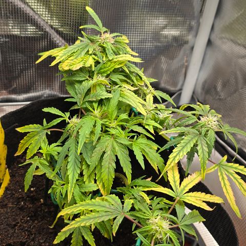 White widow first grow growlog photo: Still growing! She's got just a few weeks left before harvest!