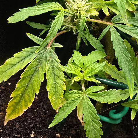 White widow first grow growlog photo: Still growing! She's got just a few weeks left before harvest!