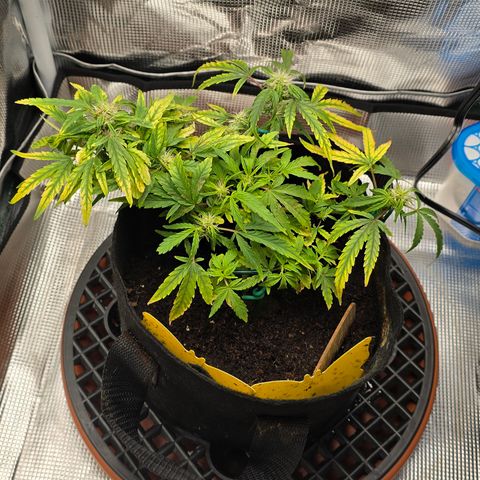 White widow first grow growlog photo: Still growing! She's got just a few weeks left before harvest!