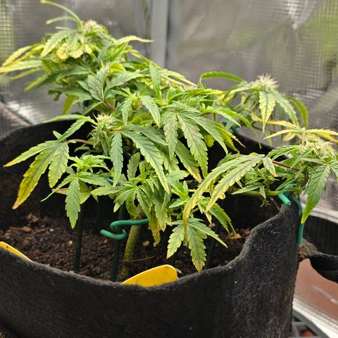 White widow first grow growlog photo: Still growing! She's got just a few weeks left before harvest!