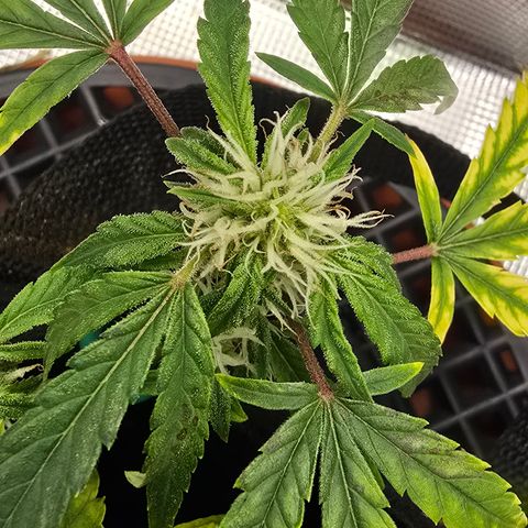 White widow first grow growlog photo: Still growing! She's got just a few weeks left before harvest!