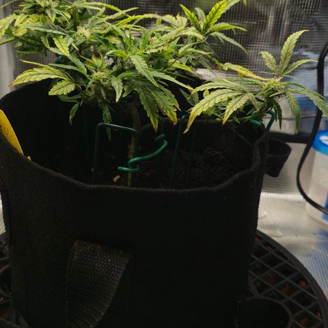 White widow first grow growlog photo: Sugar leaves are growing the hairs are growing soon the buds will develop and we'll be in the home stretch.