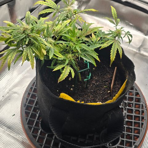 White widow first grow growlog photo: Sugar leaves are growing the hairs are growing soon the buds will develop and we'll be in the home stretch.