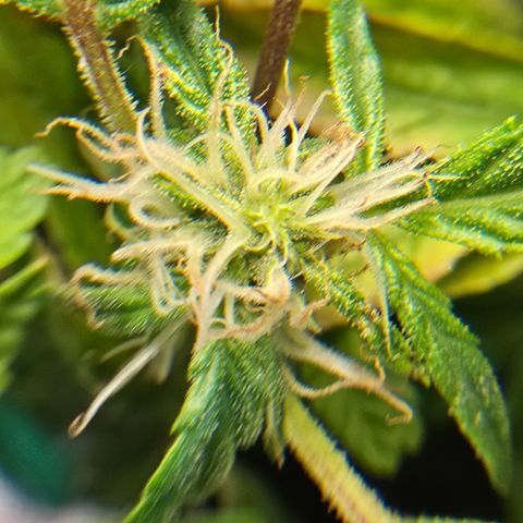 White widow first grow growlog photo: Sugar leaves are growing the hairs are growing soon the buds will develop and we'll be in the home stretch.