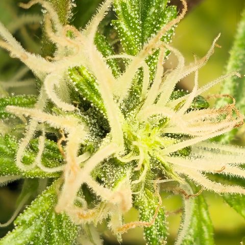 White widow first grow growlog photo: Sugar leaves are growing the hairs are growing soon the buds will develop and we'll be in the home stretch.