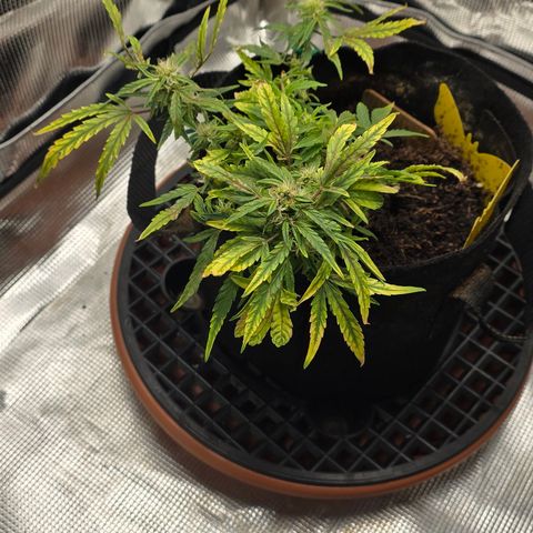 White widow first grow growlog photo: Yup