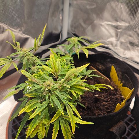 White widow first grow growlog photo: Yup