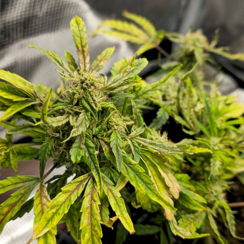 White widow first grow growlog photo: She's looked better. Got some nute and light burn, flushed it raised the light and gave her calmag fishshit and tiger bloom at half strength so hopefully that fixed her. Gotta just water the next cpl of days 