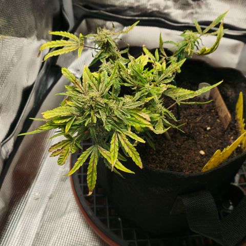 White widow first grow growlog photo: She's looked better. Got some nute and light burn, flushed it raised the light and gave her calmag fishshit and tiger bloom at half strength so hopefully that fixed her. Gotta just water the next cpl of days 