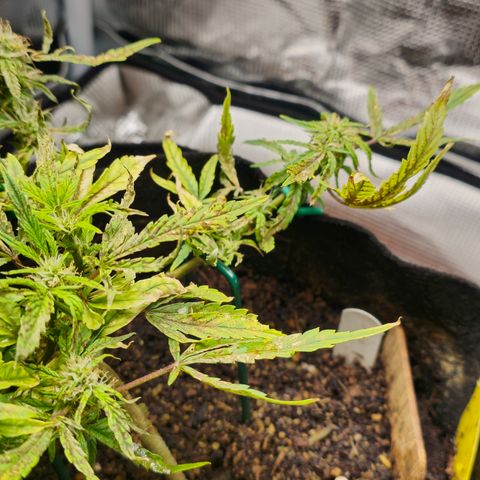 White widow first grow growlog photo: She's looked better. Got some nute and light burn, flushed it raised the light and gave her calmag fishshit and tiger bloom at half strength so hopefully that fixed her. Gotta just water the next cpl of days 