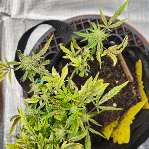 White widow first grow growlog photo: She's looked better. Got some nute and light burn, flushed it raised the light and gave her calmag fishshit and tiger bloom at half strength so hopefully that fixed her. Gotta just water the next cpl of days 