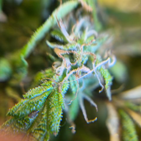 White widow first grow growlog timeline photo