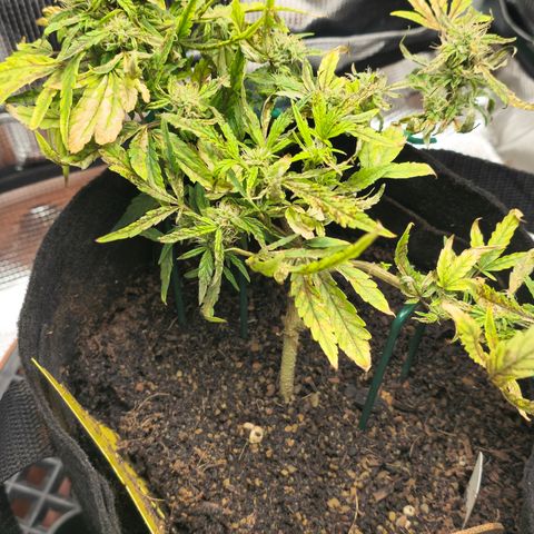 White widow first grow growlog timeline photo