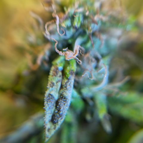 White widow first grow growlog timeline photo