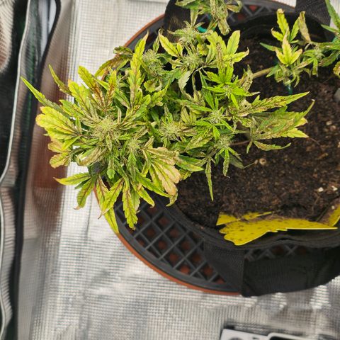 White widow first grow growlog timeline photo
