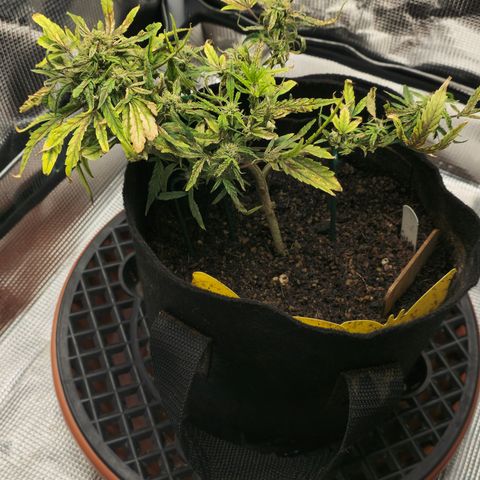 White widow first grow growlog timeline photo
