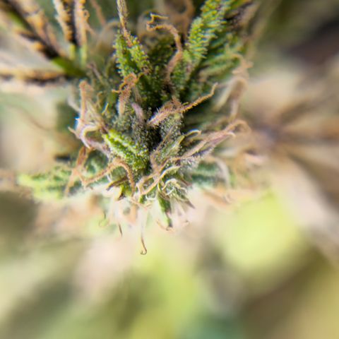 White widow first grow growlog timeline photo