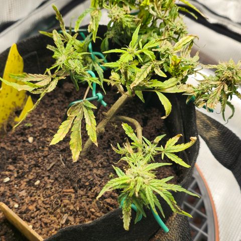 White widow first grow growlog timeline photo