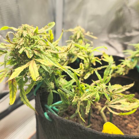 White widow first grow growlog timeline photo