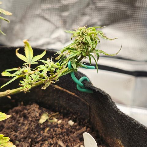 White widow first grow growlog timeline photo