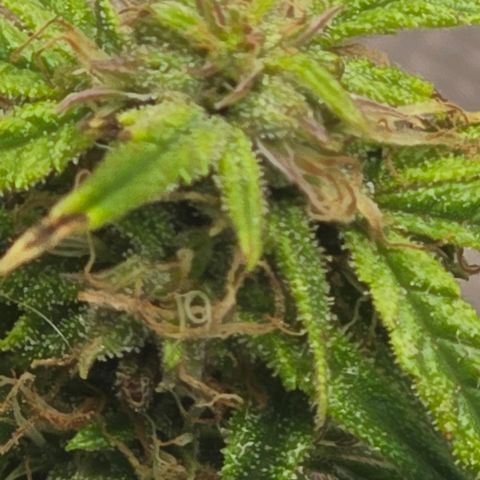 White widow first grow growlog photo: Well that's what i got