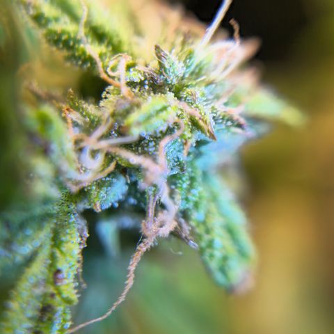 White widow first grow growlog photo: Well that's what i got