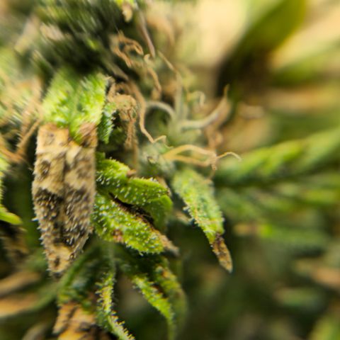 White widow first grow growlog photo: Well that's what i got