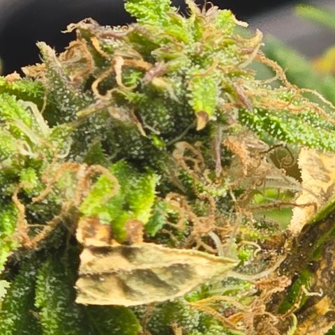 White widow first grow growlog photo: Well that's what i got