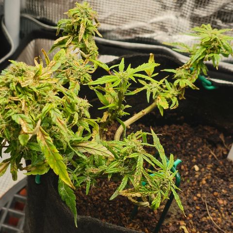 White widow first grow growlog photo: Well that's what i got