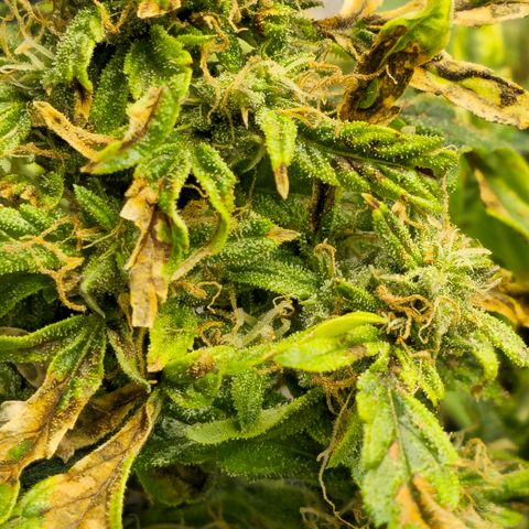 White widow first grow growlog timeline photo