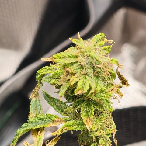 White widow first grow growlog timeline photo