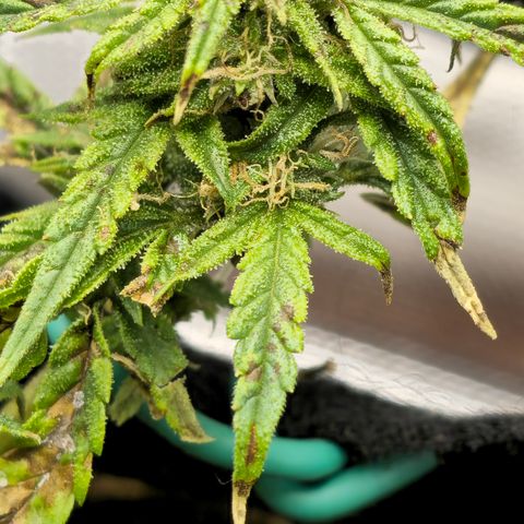 White widow first grow growlog timeline photo