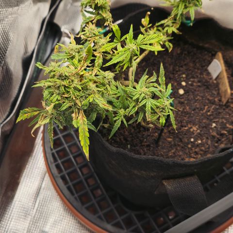 White widow first grow growlog timeline photo