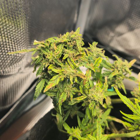 White widow first grow growlog photo: Whelp she's almost there  she's got the tricombs  half milky half clear, almost all the white hairs are browning and curling in she has one last good feeding and she'll be ready to wash, rest in the dark for 48 hours then harvest. My first ever!