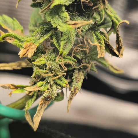White widow first grow growlog photo: Whelp she's almost there  she's got the tricombs  half milky half clear, almost all the white hairs are browning and curling in she has one last good feeding and she'll be ready to wash, rest in the dark for 48 hours then harvest. My first ever!