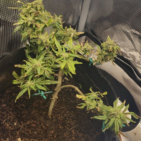 White widow first grow growlog photo: Whelp she's almost there  she's got the tricombs  half milky half clear, almost all the white hairs are browning and curling in she has one last good feeding and she'll be ready to wash, rest in the dark for 48 hours then harvest. My first ever!