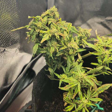 White widow first grow growlog photo: Whelp she's almost there  she's got the tricombs  half milky half clear, almost all the white hairs are browning and curling in she has one last good feeding and she'll be ready to wash, rest in the dark for 48 hours then harvest. My first ever!