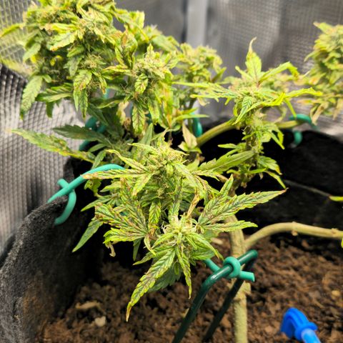 White widow first grow growlog photo: She's almost there!