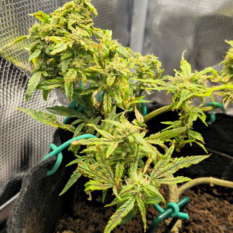 White widow first grow growlog photo: Slowly allowing the nutes to absorb and move out the plant so I can harvest when I  return in 4 days. Gonna give it 2 days of dark to allow for maximum milky and brown  tricombs. It's getting silica and fish shit in every watering as well as microbe lift BMC (for bug/pest control) I'm looking forward to tasting thid lady. She's got a great smell despite her small stature she should pack a punch. 