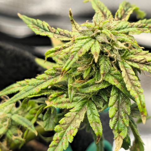 White widow first grow growlog photo: Slowly allowing the nutes to absorb and move out the plant so I can harvest when I  return in 4 days. Gonna give it 2 days of dark to allow for maximum milky and brown  tricombs. It's getting silica and fish shit in every watering as well as microbe lift BMC (for bug/pest control) I'm looking forward to tasting thid lady. She's got a great smell despite her small stature she should pack a punch. 