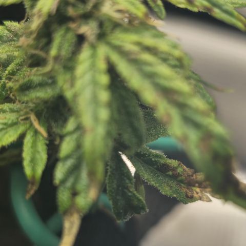 White widow first grow growlog photo: Slowly allowing the nutes to absorb and move out the plant so I can harvest when I  return in 4 days. Gonna give it 2 days of dark to allow for maximum milky and brown  tricombs. It's getting silica and fish shit in every watering as well as microbe lift BMC (for bug/pest control) I'm looking forward to tasting thid lady. She's got a great smell despite her small stature she should pack a punch. 