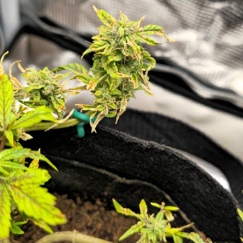 White widow first grow growlog photo: She's almost there!