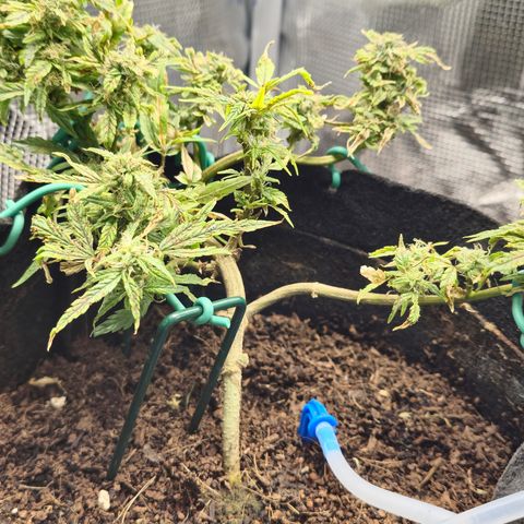 White widow first grow growlog photo: Slowly allowing the nutes to absorb and move out the plant so I can harvest when I  return in 4 days. Gonna give it 2 days of dark to allow for maximum milky and brown  tricombs. It's getting silica and fish shit in every watering as well as microbe lift BMC (for bug/pest control) I'm looking forward to tasting thid lady. She's got a great smell despite her small stature she should pack a punch. 