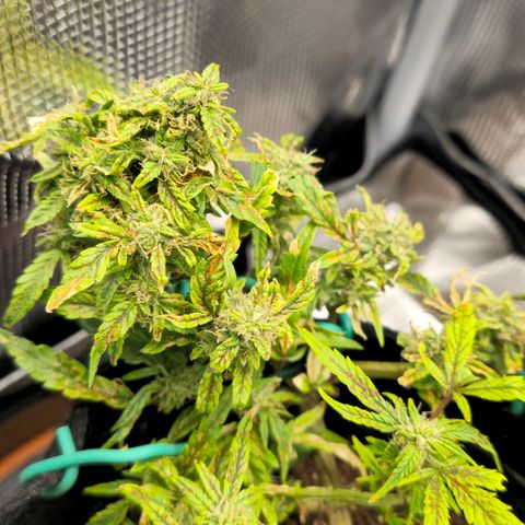 White widow first grow growlog photo: She's almost there!