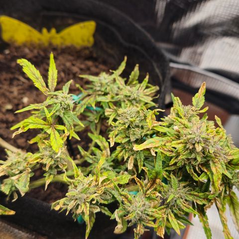 White widow first grow growlog timeline photo