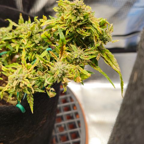 White widow first grow growlog timeline photo