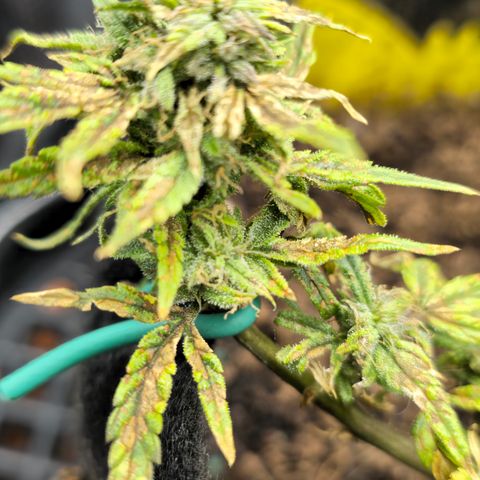 White widow first grow growlog timeline photo