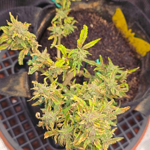 White widow first grow growlog photo: She's got some new hairs growing and a mix of clear and milky tricombs. I want to harvest when 1/4 of the tricombs are golden brown, and the hairs have turned brown and shriveled. Then it's 2 days of dark and then harvest!