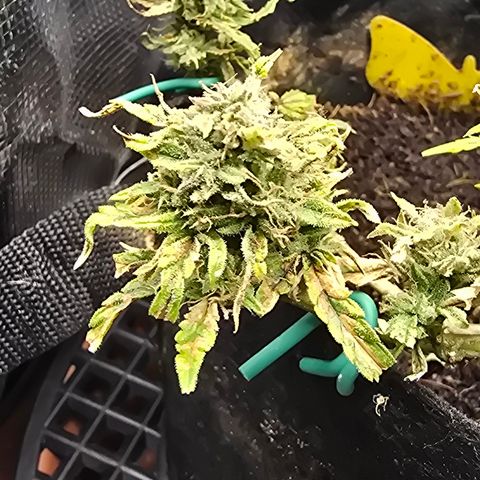 White widow first grow growlog photo: She's got some new hairs growing and a mix of clear and milky tricombs. I want to harvest when 1/4 of the tricombs are golden brown, and the hairs have turned brown and shriveled. Then it's 2 days of dark and then harvest!